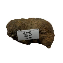 Red Gum Burl Cookies - 9" X 5" X 4" #4001