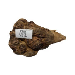 Red Gum Burl Cookies - 13" X 10" X 5" #4002