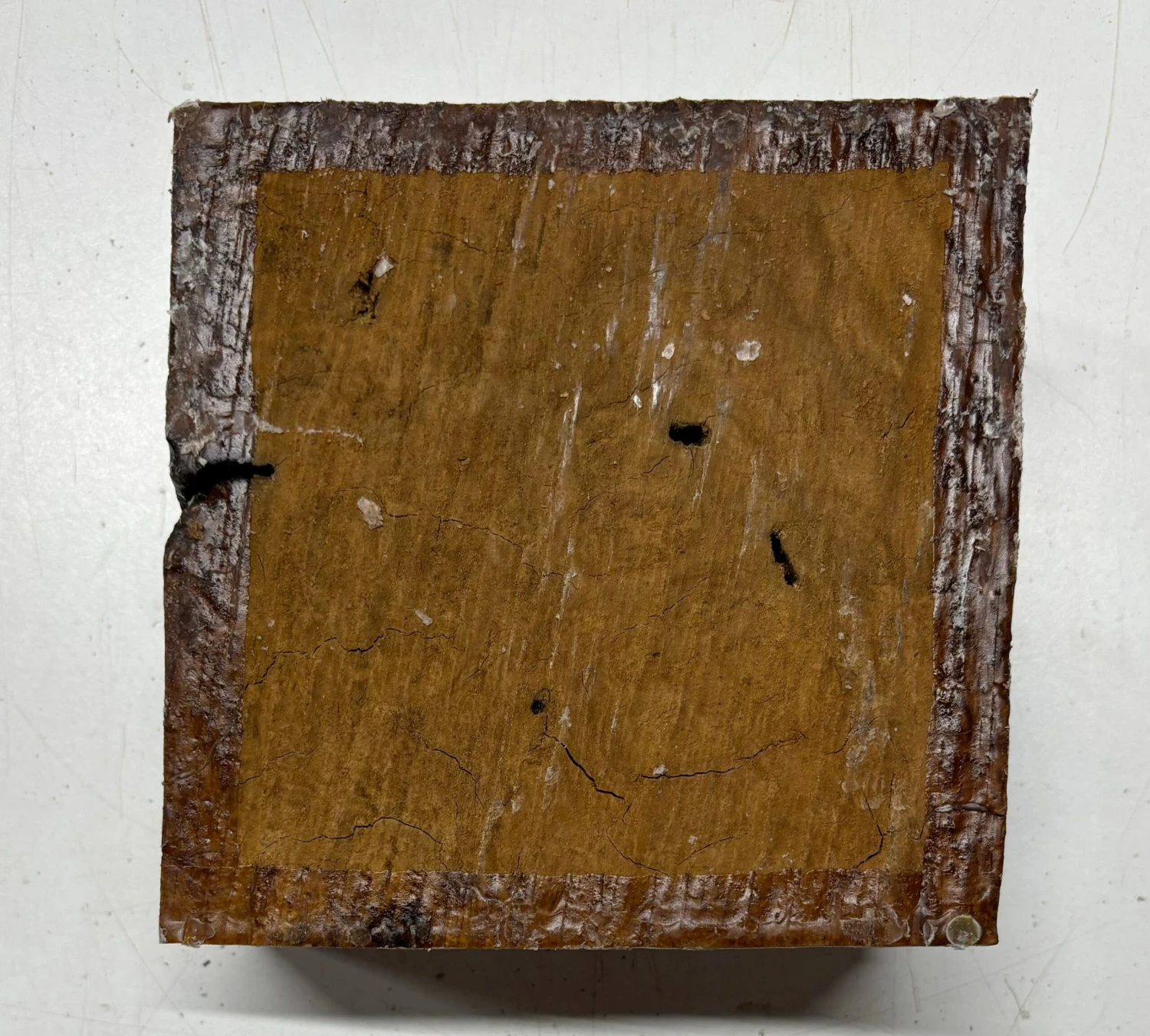 Australian Brown Mallee Burl Bowl Blank 6" X 6" X 3"#701